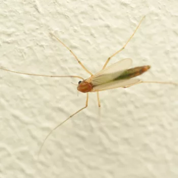 Weibchen nachts am Licht in unserer Unterkunft in Zagreb, Kroatien (08.06.2024) Chironomidae sp. (Zuckmücke)
