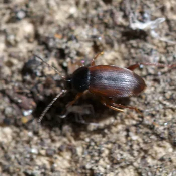 Choleva sp. (Nestkäfer) - Kroatien