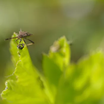 in einem Schrebergarten in Groß-Zimmern (12.05.2024) Coriomeris denticulatus (Rotbrauner Stachler)