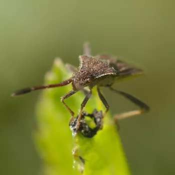 in einem Schrebergarten in Groß-Zimmern (12.05.2024) Coriomeris denticulatus (Rotbrauner Stachler)