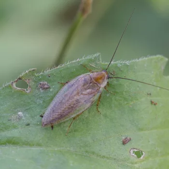 Männchen auf unserer Wanderung in der Vintgar-Klamm, Slowenien (05.06.2024) Ectobius cf. vittiventris (Bernstein-Waldschabe)