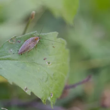 Männchen auf unserer Wanderung in der Vintgar-Klamm, Slowenien (05.06.2024) Ectobius cf. vittiventris (Bernstein-Waldschabe)
