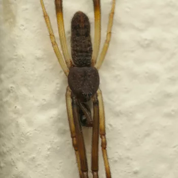 Episinus truncatus (Gestutzte Kabelspinne)