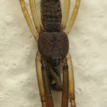 Episinus truncatus (Gestutzte Kabelspinne)