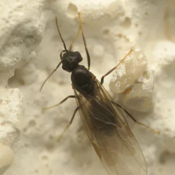 Formica sp. (Waldameise) - Slowenien