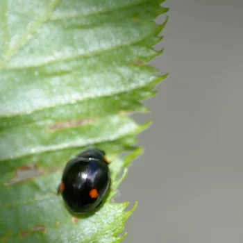 Hyperaspis campestris (Mittelfleckiger Kurzhorn-Marienkäfer)