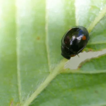 Hyperaspis campestris (Mittelfleckiger Kurzhorn-Marienkäfer)