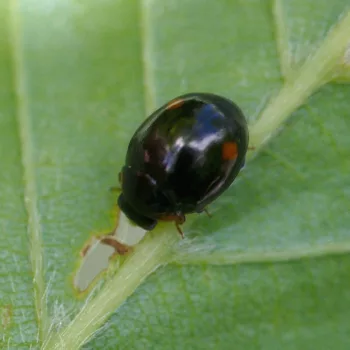 Hyperaspis campestris (Mittelfleckiger Kurzhorn-Marienkäfer)