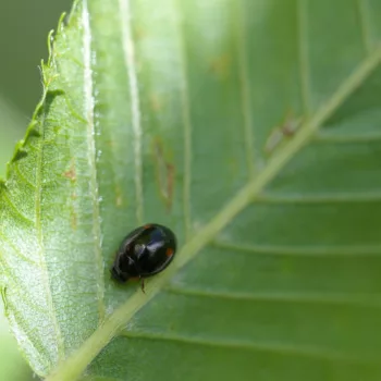 Hyperaspis campestris (Mittelfleckiger Kurzhorn-Marienkäfer)