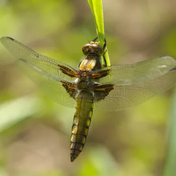 Libellula depressa (Plattbauch)