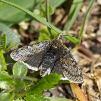 Metaxmeste phrygialis (Dunkler Almen-Zünsler)