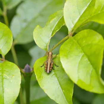 Miramella alpina/carinthiaca (Gebirgsschrecke)