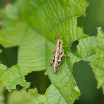 Miramella alpina/carinthiaca (Gebirgsschrecke)