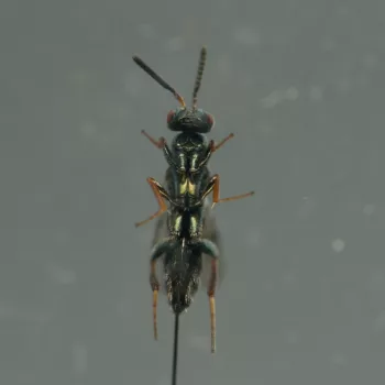 Monodontomerus sp. (Erzwespe)