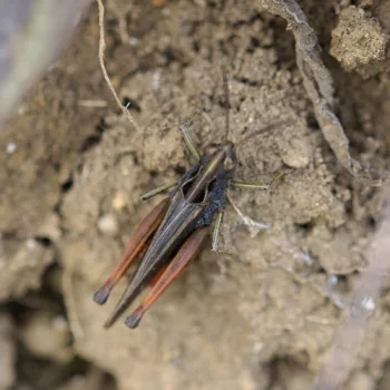 Omocestus rufipes (Buntbäuchiger Grashüpfer)