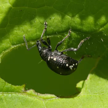 Otiorhynchus gemmatus (Hellgefleckter Dickmaulrüssler)