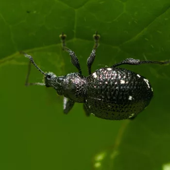 Otiorhynchus gemmatus (Hellgefleckter Dickmaulrüssler)