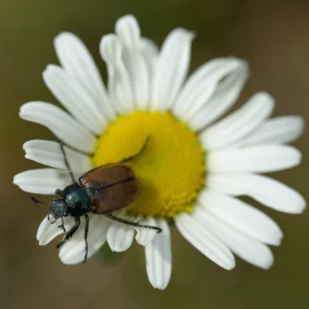 Phyllopertha horticola (Gartenlaubkäfer)