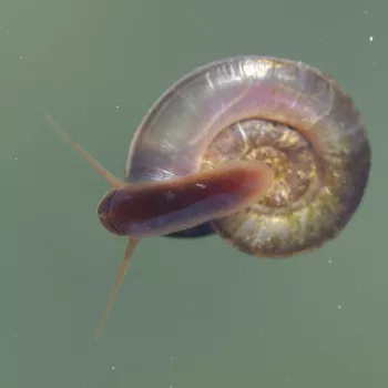 Planorbis cf. planorbis (Gemeine Tellerschnecke)