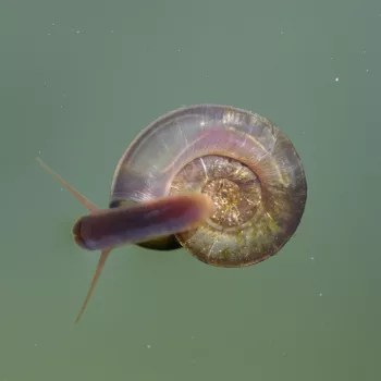 Planorbis cf. planorbis (Gemeine Tellerschnecke)