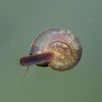 Planorbis cf. planorbis (Gemeine Tellerschnecke)