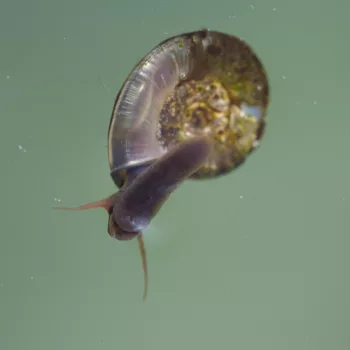 Planorbis cf. planorbis (Gemeine Tellerschnecke)