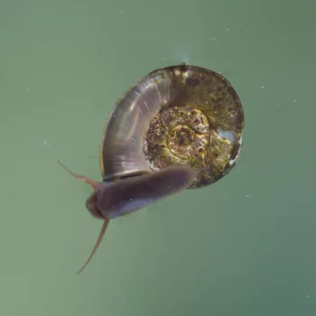 Planorbis cf. planorbis (Gemeine Tellerschnecke)