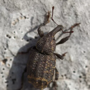 Plinthus sp. (Rüsselkäfer)