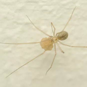 Weibchen mit Eiern in unserer Unterkunft in Zagreb, Kroatien (09.06.2024) Spermophora senoculata (Zitterspinne)