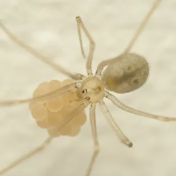 Spermophora senoculata (Zitterspinne)