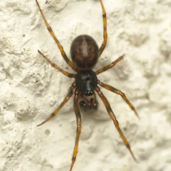 Steatoda bipunctata (Gewöhnliche Fettspinne)