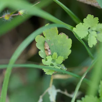 in Rastoke/Slunj, Kroatien (10.06.2024) Celypha striana (Wickler)