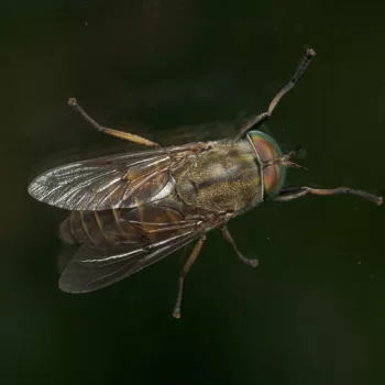 Weibchen an unserer Unterkunft in Poljanak, Kroatien (10.06.2024) Hybomitra sp. (Bremse)
