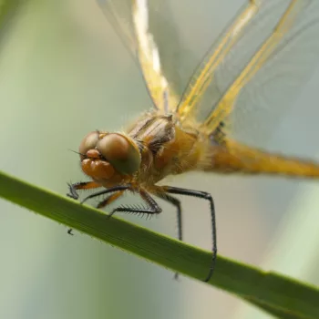 Insecta (Restliche Insekten) - Kroatien (Juni 2024)