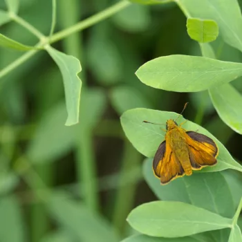 Ochlodes sylvanus (Rostfarbiger Dickkopffalter)