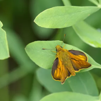 Ochlodes sylvanus (Rostfarbiger Dickkopffalter)