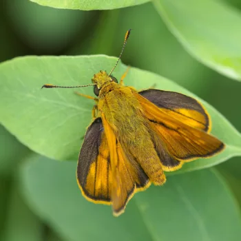 Ochlodes sylvanus (Rostfarbiger Dickkopffalter)