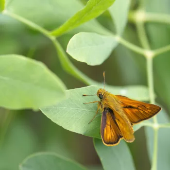 Ochlodes sylvanus (Rostfarbiger Dickkopffalter)