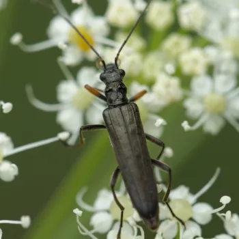 Oedemera annulata (Scheinbockkäfer) - Kroatien