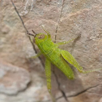 Orthoptera (Heuschrecken) - Kroatien (Juni 2024)