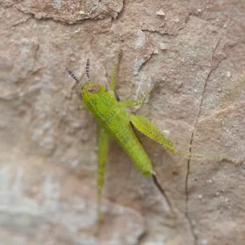 Pezotettix giornae (Kleine Knarrschrecke)