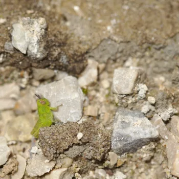 Pezotettix giornae (Kleine Knarrschrecke)