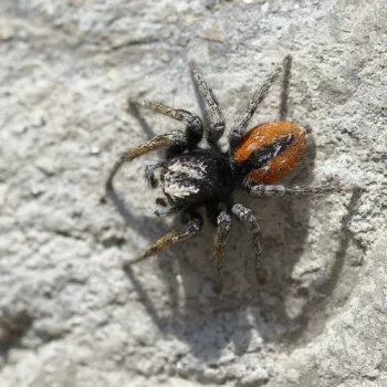 Philaeus chrysops (Goldaugenspringspinne)