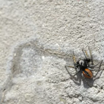 Philaeus chrysops (Goldaugenspringspinne)