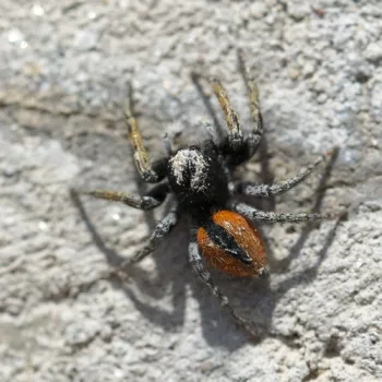 Philaeus chrysops (Goldaugenspringspinne)