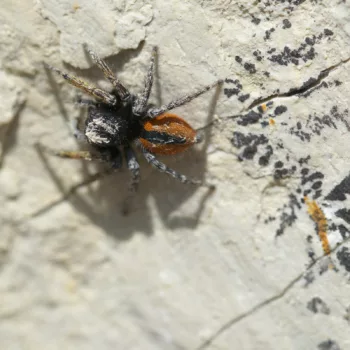 Philaeus chrysops (Goldaugenspringspinne)