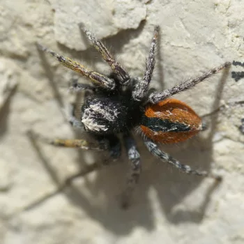 Philaeus chrysops (Goldaugenspringspinne)