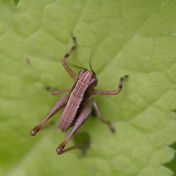 Pholidoptera sp. (Strauchschrecke) - Kroatien