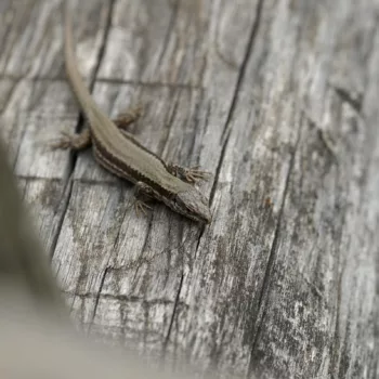 Podarcis muralis muralis (Mauereidechse)