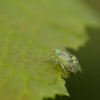 Polydrusus thalassinus (Glanzrüssler)